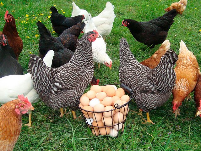 Содержание кур и уход за ними | ЗооТом - продажа, вязка и услуги для животных в Серпухове
