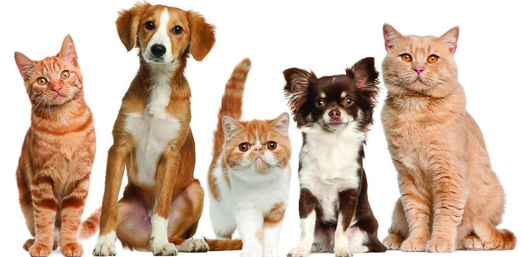 Доска объявлений о животных | ЗооТом - продажа, вязка и услуги для животных в Серпухове