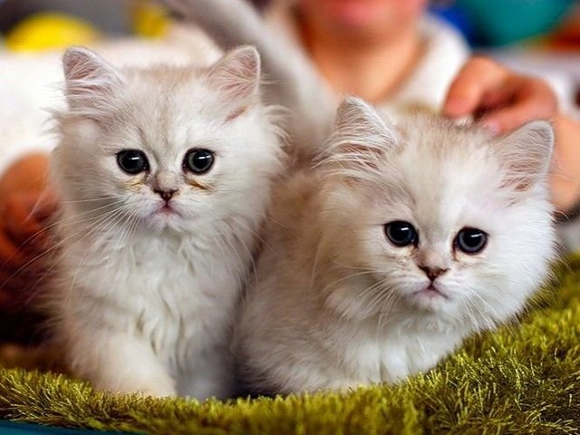 Породы кошек в Серпухове | ЗооТом портал о животных