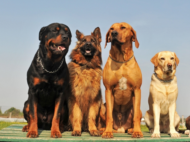 Крупные породы собак в Серпухове | ЗооТом портал о животных