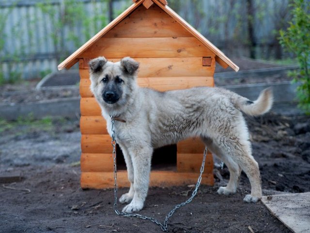 Все о собаках в Серпухове